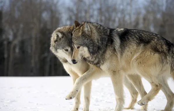 Снег, волки, забавные, играются, Два волка