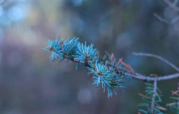 Green, plant, spruce, twig