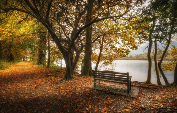 Картинка осень, листья, деревья, озеро, пруд, парк, Англия, скамья