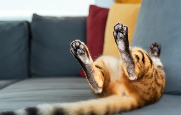 Кошка, кот, поза, диван, отдых, релакс, лапки, подушки