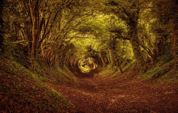 Осень, лес, листья, деревья, парк, аллея