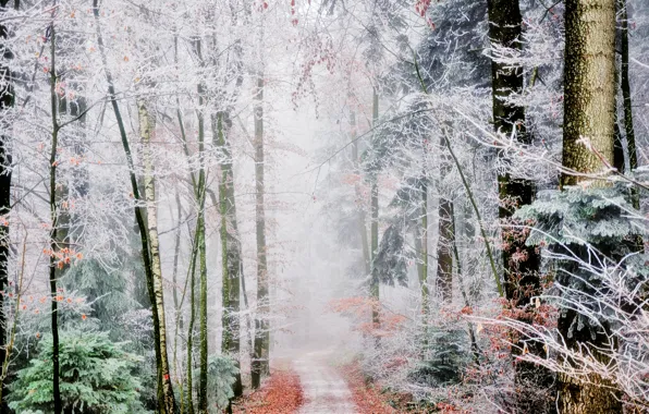 Картинка иней, осень, лес, туман, тропинка