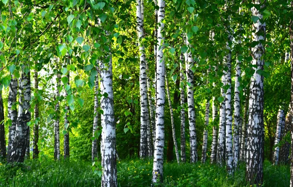 Картинка лето, деревья, березы, роща