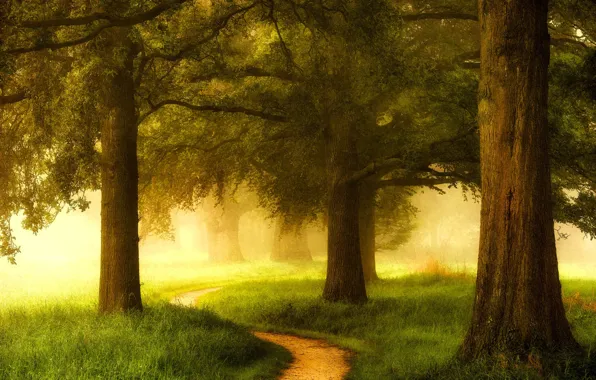 Картинка зелень, лес, трава, деревья, туман, Нидерланды, тропинка