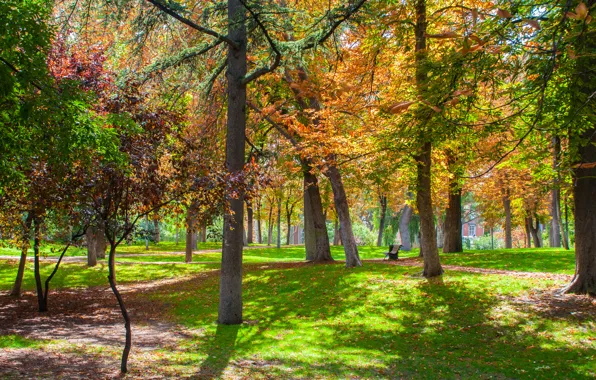 Деревья, парк, Осень, trees, park, autumn