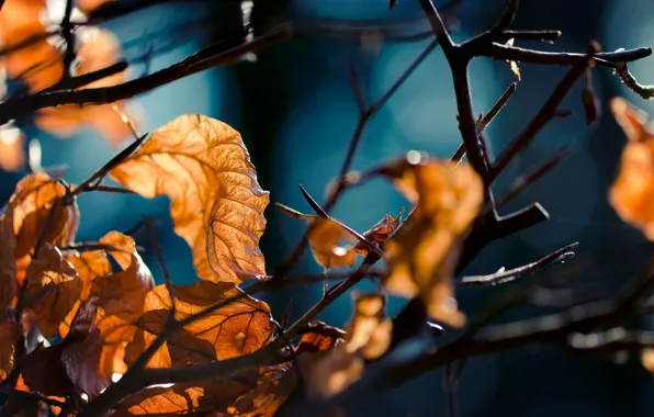 Картинка осень, лес, листья, макро, ветви