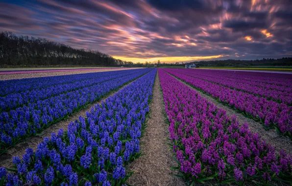 Картинка поле, закат, Голландия, гиацинты