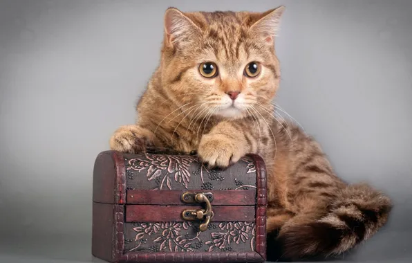 Кот, взгляд, шкатулка, cat