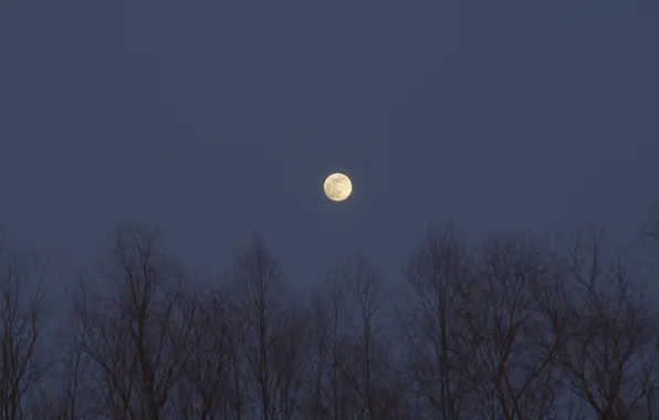 Картинка небо, деревья, природа, луна, вечер, Россия, сумерки, полнолуние