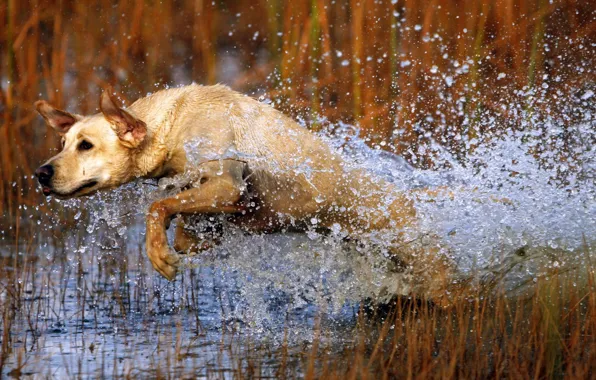 Вода, брызги, прыжок, собака, пес
