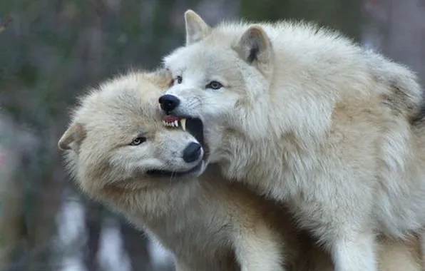 Face, wolf, playing, wildlife, head, fur, mammal, whiskers