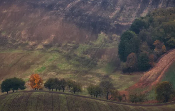 Картинка осень, деревья, природа, холмы, поля