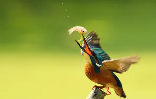 Капли, птица, ветка, kingfisher, alcedo atthis, обыкновенный зимородок, улов, By Boris