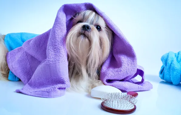 Полотенце, мордочка, йорк, Dogs, терьер, расческа