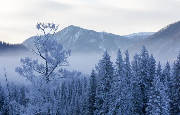 Картинка зима, небо, снег, деревья, горы, туман, ели, sky