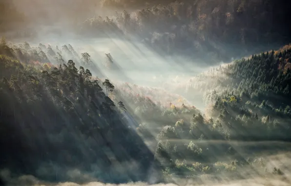 Картинка лес, горы, туман, солнечные лучи