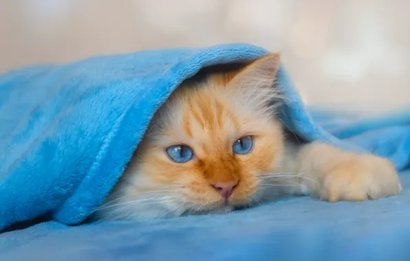 Кошка, кот, взгляд, поза, пушистый, рыжий, лежит, плед