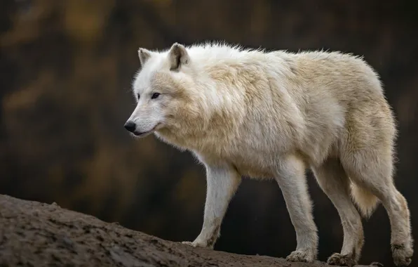 Nature, predator, animal, wolf, wildlife, portrait, portrait., Canis lupus. face
