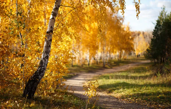 Дорога, осень, лес, природа, березы, россия