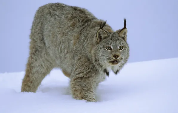 Картинка зима, кошка, снег, мех, рысь