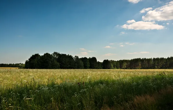 Поле, лес, небо, лучи, деревья, простор, Россия, Казань