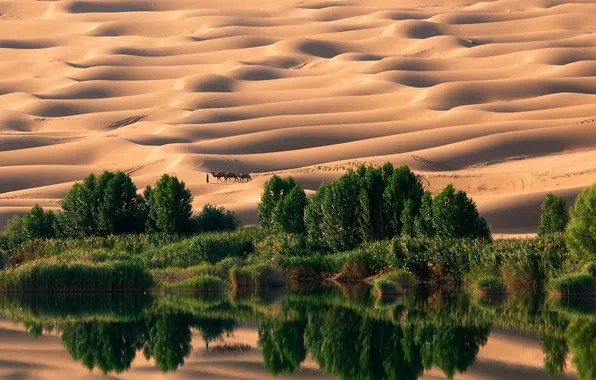 Картинка песок, деревья, озеро, пустыня, дюны, оазис, караван, Ливия
