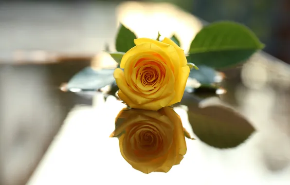 Картинка цветок, листья, отражение, роза, желтая
