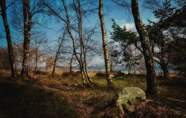 Картинка осень, лес, трава, деревья, ветки, природа, синева, берег