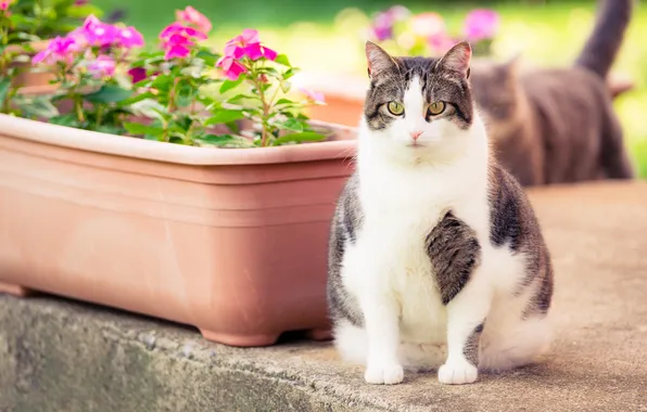 Кошка, кот, взгляд, цветы, поза, сад, розовые, ящик