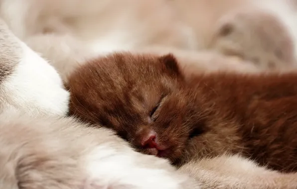 Кошка, поза, котенок, сон, малыш, спит, лежит, мех
