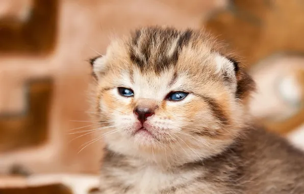 Кошка, взгляд, поза, котенок, портрет, малыш, милый, мордашка