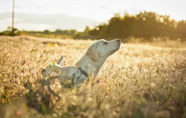 Картинка поле, настроение, собака, трава сухая