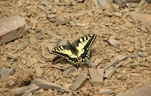 Картинка Animal, the butterfly, beautiful butterfly