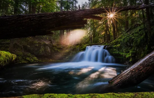 Картинка лес, река, водопад, Орегон, Oregon, брёвна, Whitehorse Falls, Водопад Уайтхорс