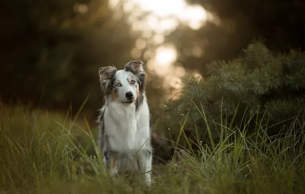 Картинка трава, собака, Австралийская овчарка, Аусси