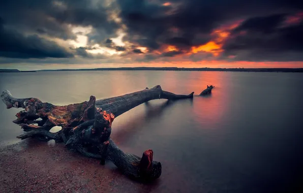 Облака, закат, Литва, залив. дерево