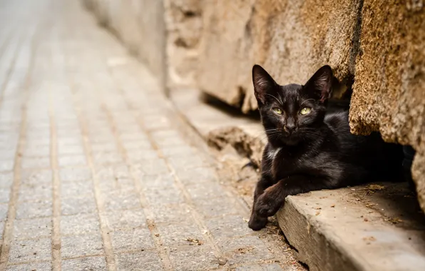 Кошка, кот, черный, лежит