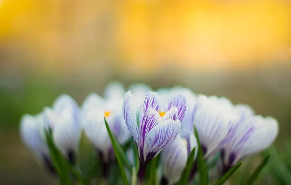 Картинка природа, весна, лепестки, крокусы