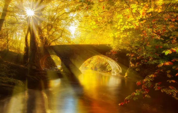 Картинка осень, лес, листья, вода, деревья, мост, природа, парк