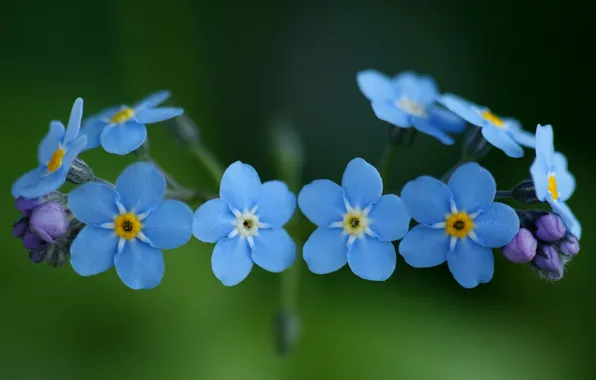 Картинка макро, цветы, природа, растения, голубые, синие, незабудки