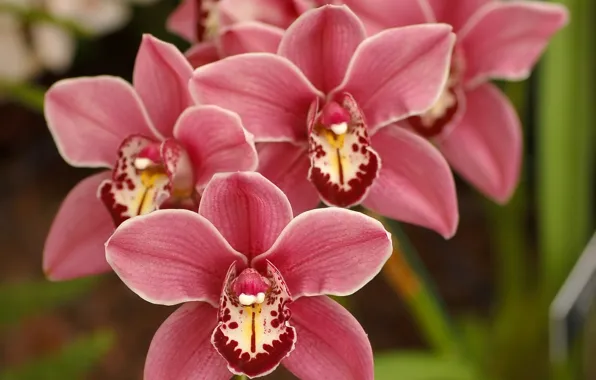Цветы, природа, красота, весна, лепестки, розовые, орхидеи, Orchid
