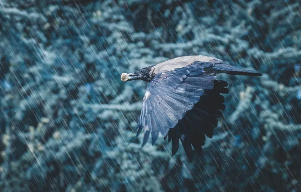 Картинка дождь, птица, крылья, полёт, добыча, крошка, Ворона