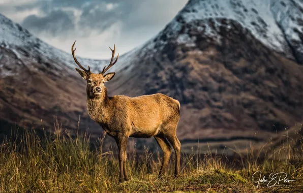 Картинка горы, олень, Шотландия, Reindeer, photographer John & Pou, A Scottish icon, unspoiled Glen Etive