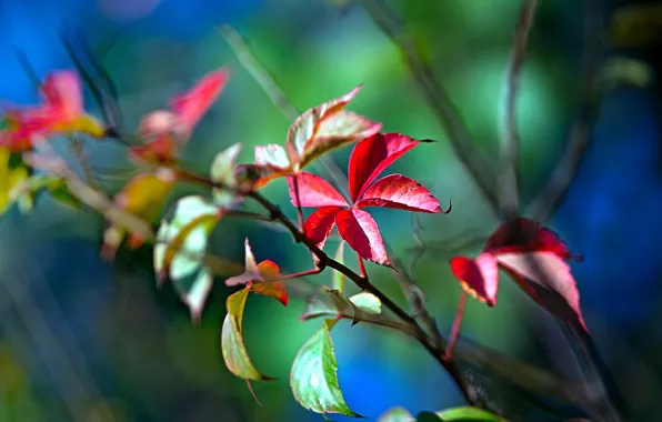 Листья, цвета, природа, яркие, растения, ветка