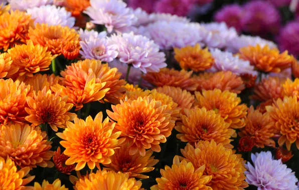 Flower, blooming, aster