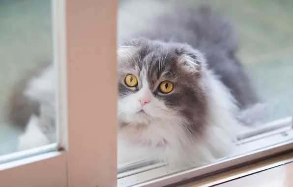 Картинка кошка, кот, взгляд, фон, портрет, светлый, окно, мордочка