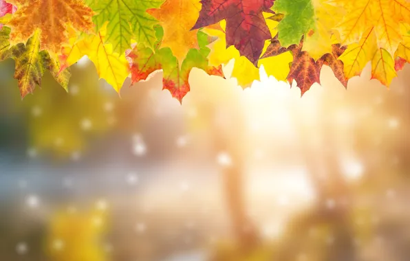 Осень, листья, colorful, клен, background, autumn, leaves, осенние