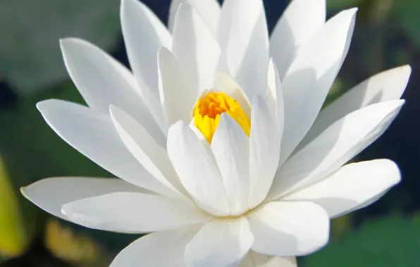 Flower, lotus, plant, petals