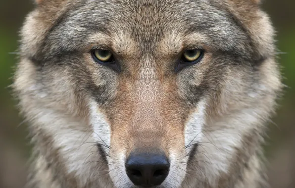 Взгляд, морда, волк, хищник