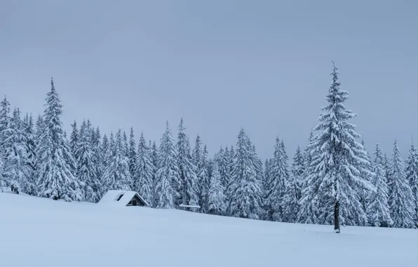 Зима, лес, небо, снег, в снегу, ель, ели, склон